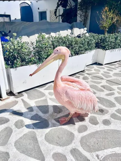 Image 1 of Suite Kallisti in Mykonos Town